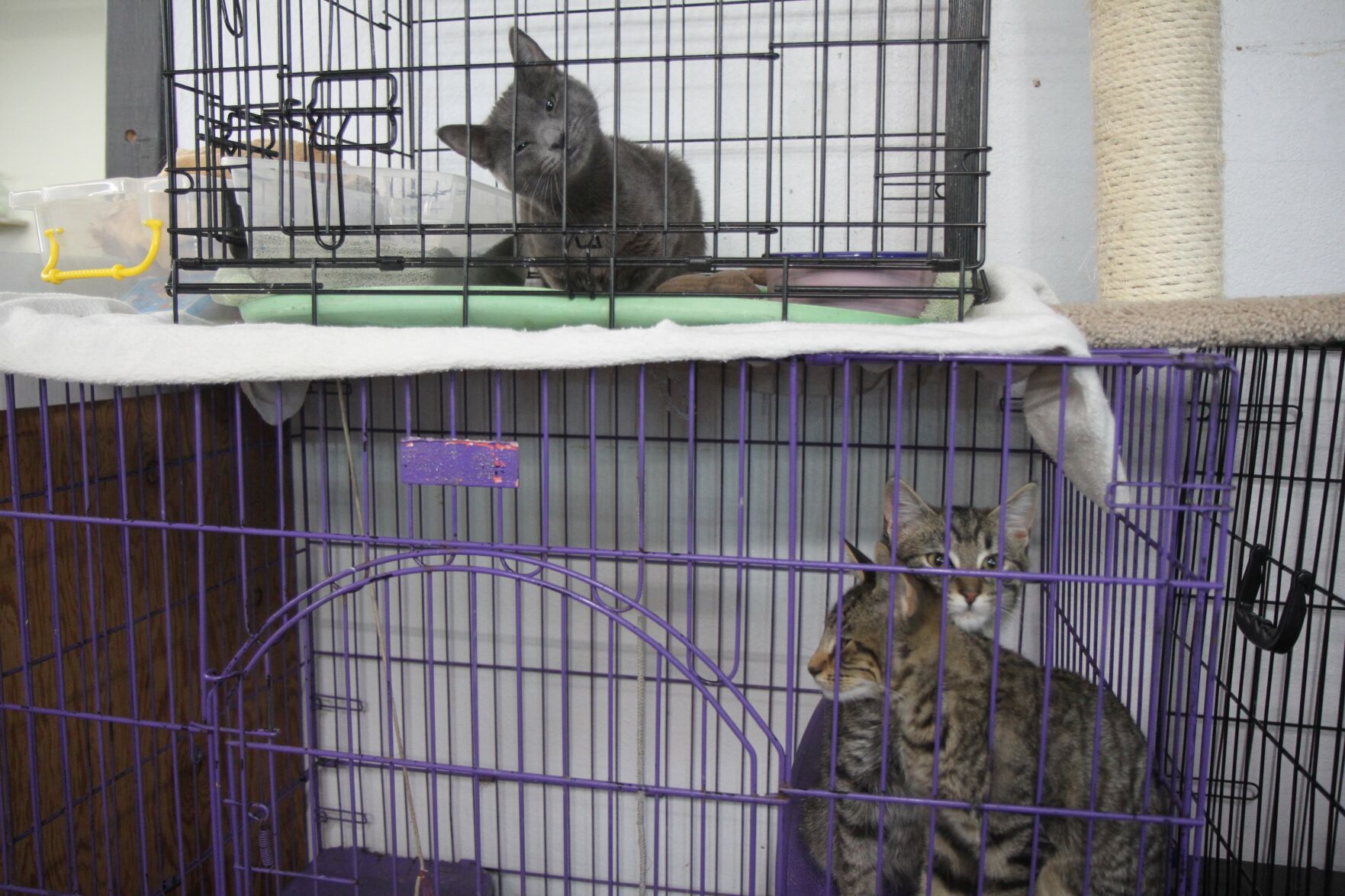 Looking for a home